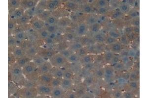 Detection of OC in Mouse Liver Tissue using Polyclonal Antibody to Osteocalcin (OC) (Osteocalcin 抗体  (AA 14-95))