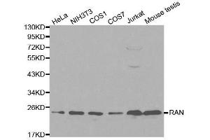 Western blot analysis of extracts of various cell lines, using RAN antibody. (RAN 抗体  (AA 1-216))