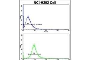 Flow cytometric analysis of NCI- cells using CUL5 Antibody (C-term)(bottom histogram) compared to a negative control cell (top histogram). (Cullin 5 抗体  (C-Term))