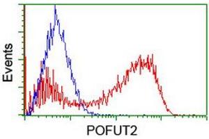 Image no. 2 for anti-Protein O-Fucosyltransferase 2 (POFUT2) antibody (ABIN1500325) (POFUT2 抗体)