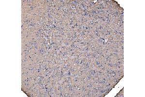 IHC analysis of IRBIT/AHCYL1 using anti-IRBIT/AHCYL1 antibody (ABIN7600030). (AHCYL1 抗体  (AA 14-57))