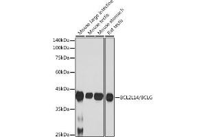 Western blot analysis of extracts of various cell lines, using BCL2L14/BCL2L14/BCLG antibody (ABIN7265865) at 1:1000 dilution. (BCL2L14 抗体)