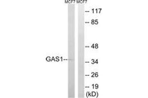 Western Blotting (WB) image for anti-Growth Arrest-Specific 1 (GAS1) (AA 241-290) antibody (ABIN2890357) (GAS1 抗体  (AA 241-290))