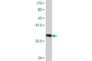Western Blot detection against Immunogen (36. (TSC22D3 抗体  (AA 1-97))