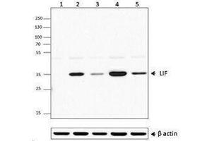 Flow Cytometry (FACS) image for anti-Leukemia Inhibitory Factor (LIF) antibody (ABIN2665228) (LIF 抗体)