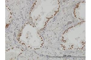 Image no. 3 for anti-CLK3 (CLK3) (AA 36-136) antibody (ABIN598616) (CLK3 抗体  (AA 36-136))