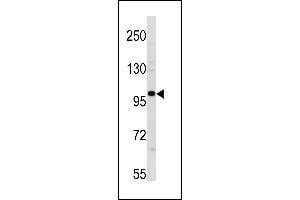 ESCO1 Antibody (C-term) (ABIN1881316 and ABIN2843281) western blot analysis in 293 cell line lysates (35 μg/lane). (ESCO1 抗体  (C-Term))