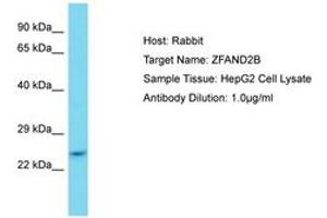 Image no. 1 for anti-Zinc Finger, AN1-Type Domain 2B (ZFAND2B) (AA 80-129) antibody (ABIN6750754) (ZFAND2B 抗体  (AA 80-129))