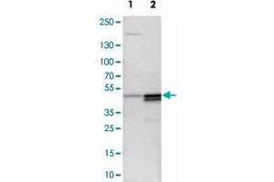 Western blot analysis of cell lysates with PAWR polyclonal antibody  at 1:250-1:500 dilution. (PAWR 抗体)