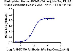 ELISA image for Tumor Necrosis Factor Receptor Superfamily, Member 17 (TNFRSF17) (AA 1-54), (Trimer) protein (His-Avi Tag,Biotin) (ABIN7273942)