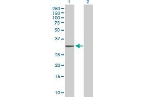 Western Blot analysis of MTG1 expression in transfected 293T cell line by MTG1 MaxPab polyclonal antibody.