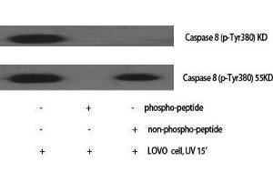 Western Blot (WB) analysis of specific cells using Caspase-8 Polyclonal Antibody. (Caspase 8 抗体  (Ser2))