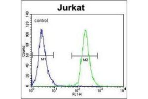 Flow cytometric analysis of Jurkat cells using POTEB Antibody (C-term) Cat. (POTEB 抗体  (C-Term))