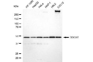 Western blotting analysis using DDOST antibody (ABIN7798384). (DDOST 抗体)