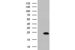 Western Blotting (WB) image for anti-MOB Kinase Activator 1B (MOB1B) antibody (ABIN1499533) (MOBKL1A 抗体)