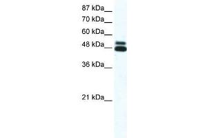 CHRNB2 antibody (70R-10541) used at 2. (CHRNB2 抗体  (N-Term))