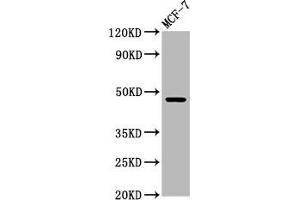 Western Blot Positive WB detected in: MCF-7 whole cell lysate All lanes: WDFY2 antibody at 5. (WDFY2 抗体  (AA 2-114))