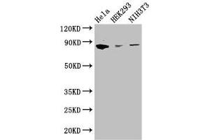 Western Blot Positive WB detected in: Hela whole cell lysate, HEK293 whole cell lysate, NIH/3T3 whole cell lysate All lanes: CHGB antibody at 2. (CHGB 抗体  (AA 328-677))