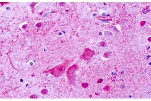 Anti-GPR137 antibody IHC staining of human brain, cortex, cerebellum. (GPR137 抗体  (Cytoplasmic Domain))