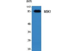 Western Blot (WB) analysis of specific cells using MSK1 Polyclonal Antibody. (MSK1 抗体  (Tyr449))