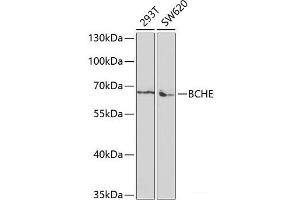 Western blot analysis of extracts of various cell lines using BCHE Polyclonal Antibody at dilution of 1:1000. (Butyrylcholinesterase 抗体)