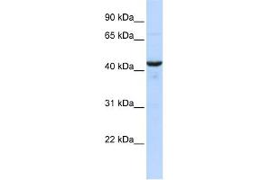WB Suggested Anti-RNH1 Antibody Titration: 0. (RNH1 抗体  (Middle Region))