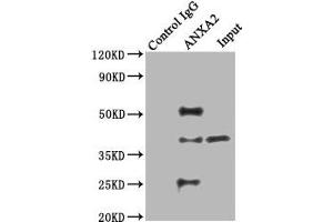 Immunoprecipitating ANXA2 in Hela whole cell lysate Lane 1: Rabbit control IgG instead of ABIN7144268 in Hela whole cell lysate. (Annexin A2 抗体  (AA 2-339))