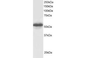 Image no. 1 for anti-G Protein Pathway Suppressor 1 (GPS1) (C-Term) antibody (ABIN374325) (GPS1 抗体  (C-Term))