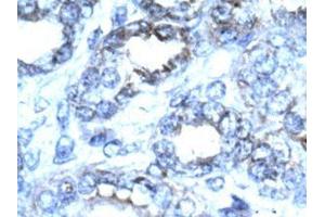 Image no. 3 for anti-Cyclin-Dependent Kinase 2 (CDK2) (C-Term) antibody (ABIN202994) (CDK2 抗体  (C-Term))