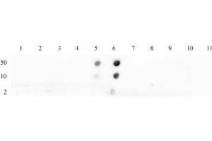 Histone H4K16ac antibody (pAb) tested by dot blot analysis. (Histone H4 抗体  (acLys16))