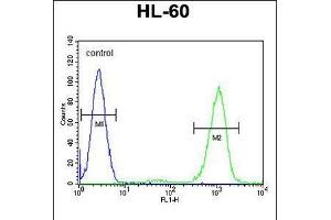 Flow cytometric analysis of HL-60 cells (right histogram) compared to a negative control cell (left histogram). (ADA 抗体  (C-Term))