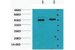 Western Blot (WB) analysis of HeLa, diluted at 1) 1:2000, 2) 1:5000. (Caspase 9 抗体)