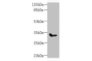 Western blot All lanes: SLC25A51 antibody at 8 μg/mL + Mouse kidney tissue Secondary Goat polyclonal to rabbit IgG at 1/10000 dilution Predicted band size: 34 kDa Observed band size: 34 kDa (MCART1 抗体  (AA 1-35))