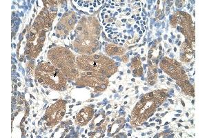 ACP1 antibody was used for immunohistochemistry at a concentration of 4-8 ug/ml to stain Epithelial cells of renal tubule (arrows) in Human Kidney. (ACP1 抗体  (N-Term))