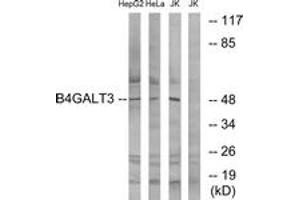 Western blot analysis of extracts from Jurkat/HeLa/HepG2 cells, using B4GALT3 Antibody.