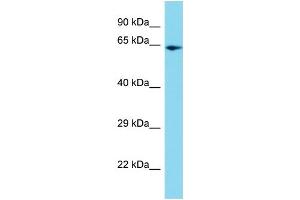 Host: Rabbit Target Name: PPIL4 Sample Type: HepG2 Whole Cell lysates Antibody Dilution: 1. (PPIL4 抗体  (C-Term))
