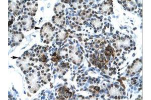 Image no. 1 for anti-V-Ets erythroblastosis Virus E26 Oncogene Homolog 1 (Avian) (ETS1) (AA 52-101) antibody (ABIN202532) (ETS1 抗体  (AA 52-101))