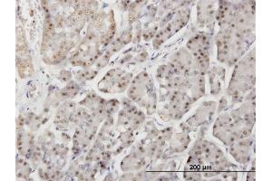 Immunoperoxidase of monoclonal antibody to DTX3L on formalin-fixed paraffin-embedded human pancreas. (DTX3L 抗体  (AA 3-110))
