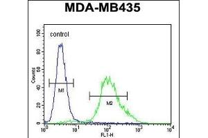 ZNF98 Antibody (C-term) (ABIN654480 and ABIN2844215) flow cytometric analysis of MDA-M cells (right histogram) compared to a negative control cell (left histogram). (ZNF98 抗体  (C-Term))