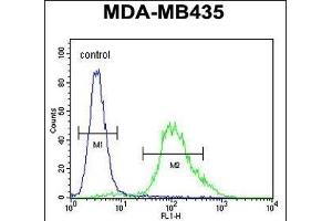 ZNF98 Antibody (C-term) (ABIN654480 and ABIN2844215) flow cytometric analysis of MDA-M cells (right histogram) compared to a negative control cell (left histogram).