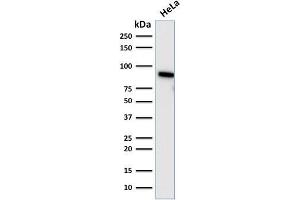 Western Blot Analysis of human HeLa cell lysate using TLE1 Mouse Monoclonal Antibody (TLE1/2085).