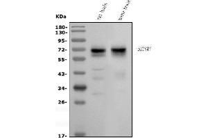 Western blot analysis of SHISA7 using anti-SHISA7 antibody (ABIN7601243).