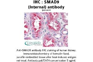 Image no. 1 for anti-SMAD Family Member 9 (SMAD9) (Internal Region) antibody (ABIN1739455) (SMAD9 抗体  (Internal Region))
