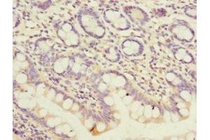 Immunohistochemistry of paraffin-embedded human small intestine tissue using ABIN7162961 at dilution of 1:100 (PEX19 抗体  (AA 1-299))