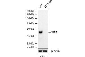 Western blot analysis of extracts from wild type (WT) and XIAP knockout (KO) 293T cells, using XIAP antibody (ABIN7271400) at 1:5000 dilution. (XIAP 抗体)