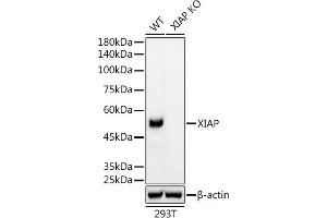 Western blot analysis of extracts from wild type (WT) and XIAP knockout (KO) 293T cells, using XIAP antibody (ABIN7271400) at 1:5000 dilution. (XIAP 抗体)