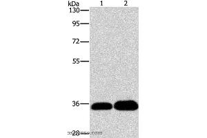 Western blot analysis of K562 and 293T cell, using LIN28B  Polyclonal Antibody at dilution of 1:550 (LIN28B 抗体)