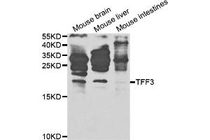 Western blot analysis of extracts of various cell lines, using TFF3 antibody (ABIN5971028) at 1/1000 dilution. (TFF3 抗体)