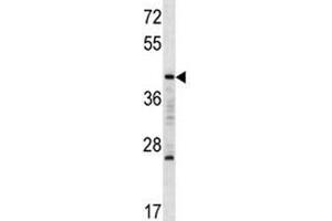 MAFA antibody western blot analysis in K562 lysate. (MAFA 抗体  (AA 286-315))