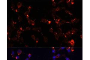 Immunofluorescence analysis of NIH/3T3 cells using WDR81 Polyclonal Antibody at dilution of 1:100. (WDR81 抗体)
